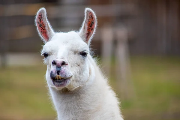 Retrato Una Cierva Blanca Calle Zoológico —  Fotos de Stock