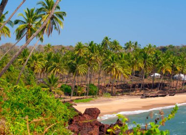 Goa 'da palmiye ağaçları olan deniz kıyısında. Hindistan.
