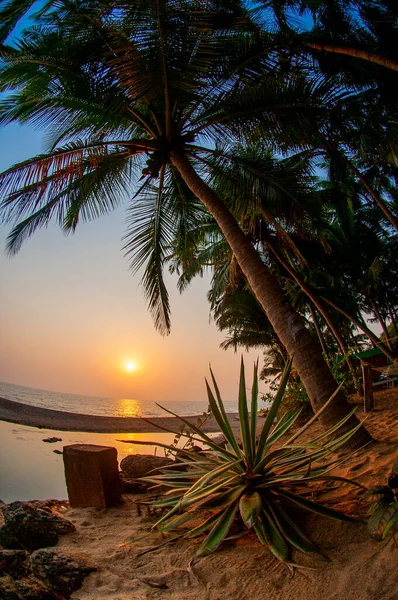 Kust Van Zee Met Palmbomen Goa India — Stockfoto