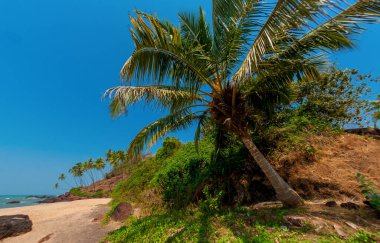 Deniz kenarındaki palmiye ağaçları. Goa Hindistan.