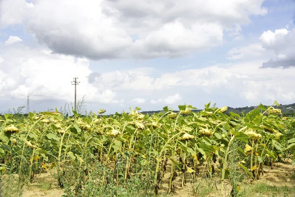 Girasoles en un día nublado, Toscana, Italia — Foto de Stock