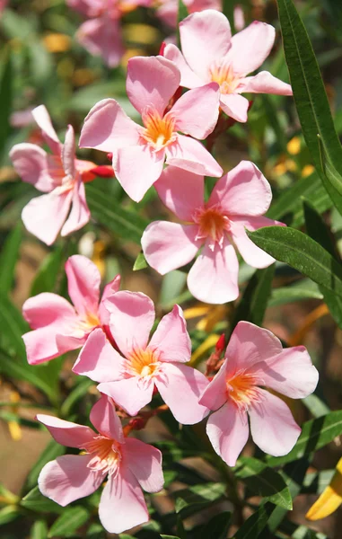 Flores rosadas; España — Foto de Stock