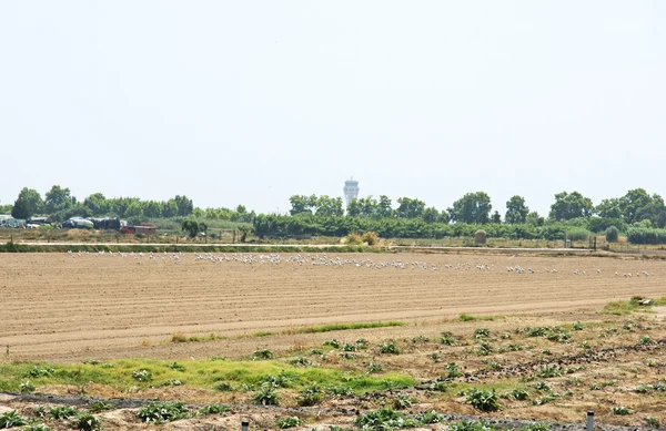 Campo preparato per la semina nel Delta del Llobregat — Foto Stock