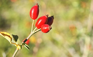 Kırmızı meyveler bitki