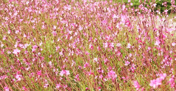 巴塞罗那蒙朱伊奇的粉红色花朵 — 图库照片