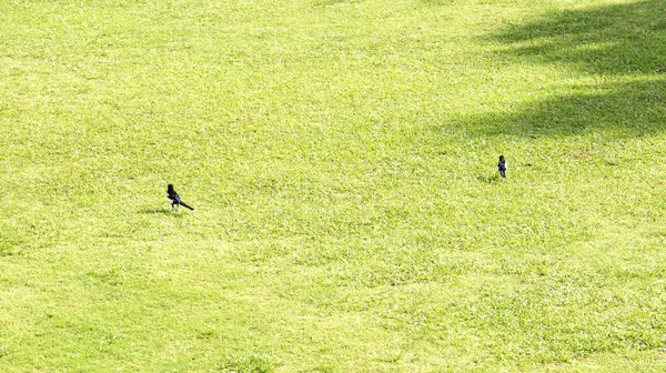 Çimenlerin üzerinde siyah kuşlar — Stok fotoğraf