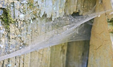 Örümcek ağı, Barcelona, Katalonya, İspanya