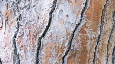 Çam kabuğu Delta del Llobregat, 18 Mayıs 2015 fonlarından için; 9:45 AM.; Barcelona, Catalunya, İspanya