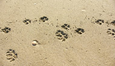 Köpek içinde belgili tanımlık kum Beach Delta del Llobregat, 14 Mayıs 2015 izler; 11:20 AM.; Barcelona, Catalunya, İspanya