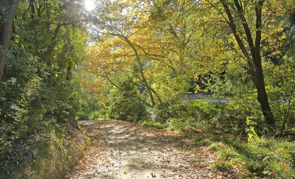 Collserola Forest Uhr Mai 2015 Barcelona Katalonien Spanien — Stockfoto