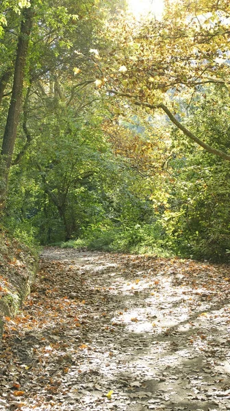 Collserola Forest May 2015 Barcelona Catalunya Spain — Stok fotoğraf