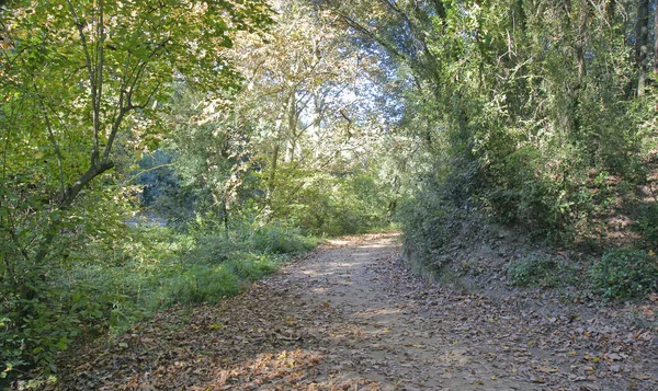 Collserola Forest Uhr Mai 2015 Barcelona Katalonien Spanien — Stockfoto