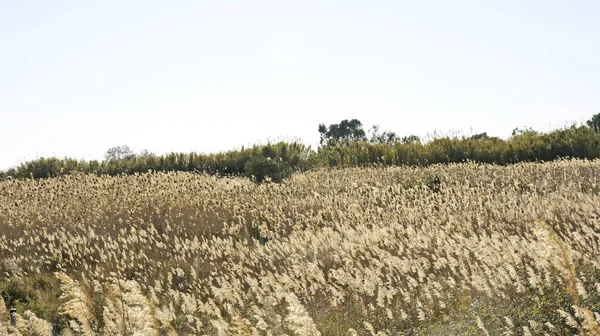 Paisagem Delta Del Llobregat Maio 2014 Barcelona Catalunha Espanha — Fotografia de Stock