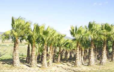 Palm grove Delta del Llobregat, Barcelona 11:35 AM.; 21 Mayıs 2016