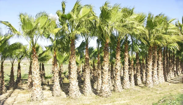 Palm grove Delta del Llobregat, Barcelona 11:35 AM.; 21 Mayıs 2016
