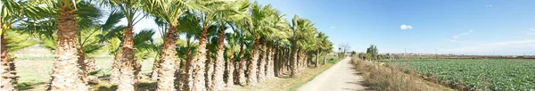 Palmeral Llobregat Delta Sant Viens Dels Horts May 2016 Barcelona — Zdjęcie stockowe