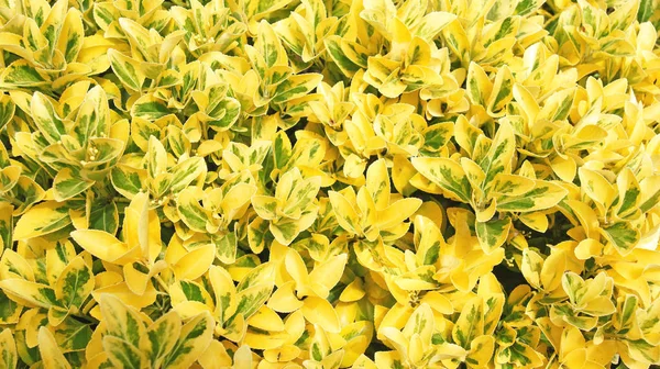 Detalhe Amarelo Hedge Folha Maio 2017 — Fotografia de Stock