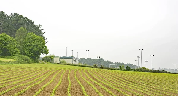 Sowing Fields Asturias May 2016 Principality Asturias Asturias Spain Europe — Stock Photo, Image