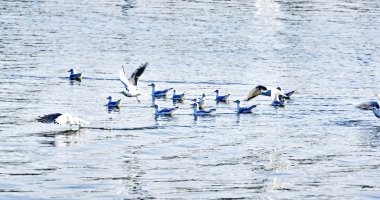 Panormica de Kinderdijk; 14:30 p.m.; 27 de Agosto de 2.017; Holanda, Pases, Bajos, Europa