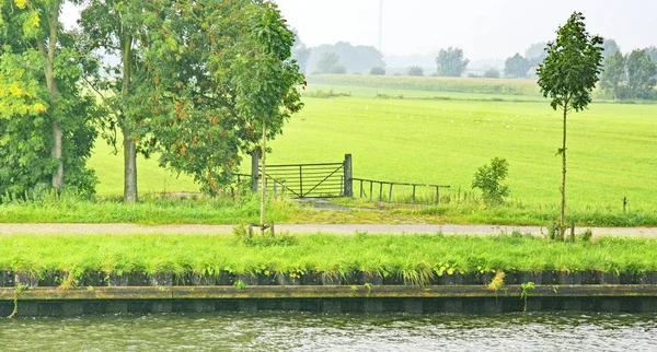 Industria Natura Sulle Rive Del Fiume Waal Olanda Ore Agosto — Foto Stock