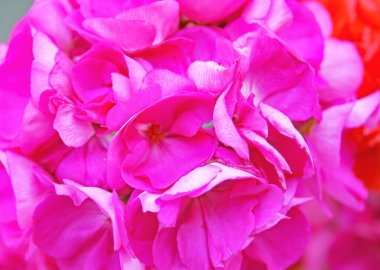 Barcelona 'da bir sokakta saat 12: 40' da pembe sardunya. ; 23 Haziran 2016; Katalonya, İspanya, Avrupa