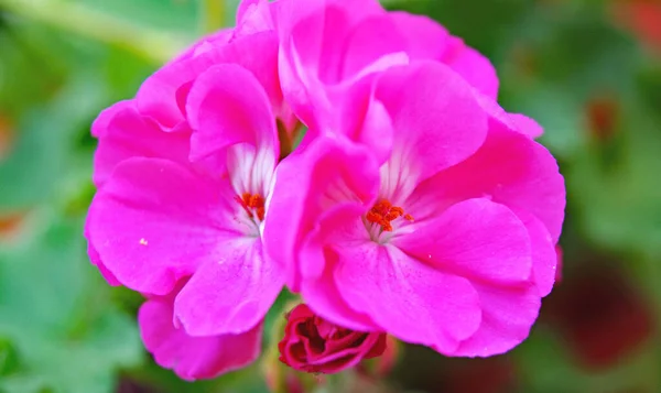 Geranio Color Rosa Una Calle Barcelona Junio 2016 Cataluña España —  Fotos de Stock