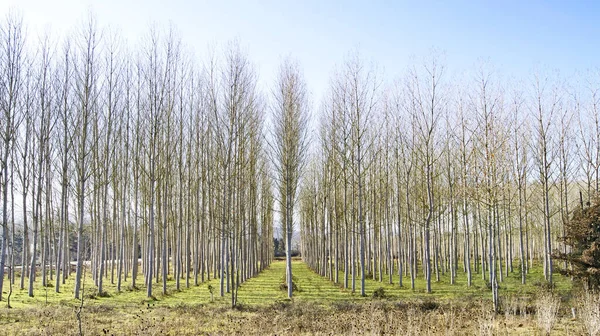 Foresta Pioppo Nel Paesaggio Della Catalogna Spagna Europa — Foto Stock