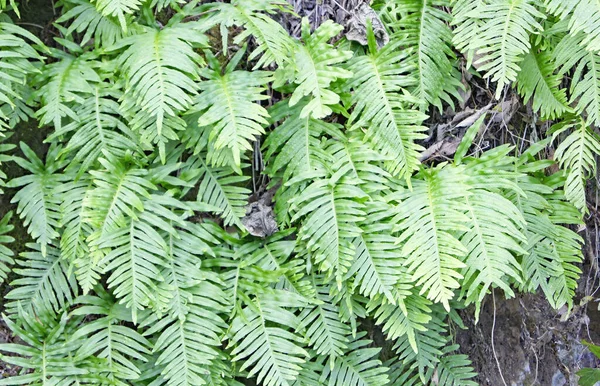 Planta Helechos Castellfullit Roca Junio 2018 Comarca Garrotxa Girona Catalunya — Stock fotografie