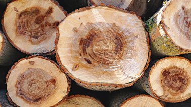 Montseny bölgesindeki kütük yığınları 13: 45 'te. ; 17 Temmuz 2019; Girona, Katalonya, İspanya, Avrupa