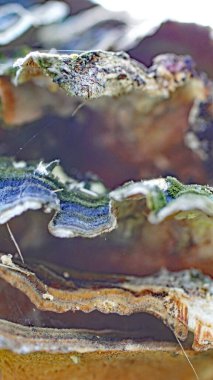 Gijn 'de bir bahçedeki ağaç kabuğundaki mantarlar, 16 Mayıs 2018, Asturias Prensliği, İspanya, Avrupa