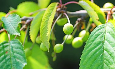 Gijn 'de bir bahçede limon ağacı, 16 Mayıs 2018, Asturias Prensliği, İspanya, Avrupa