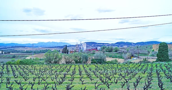 Виноградники Регионе Моянес Барселона Июля 2018 Каталония Испания Европа — стоковое фото
