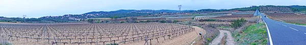 Vineyards Moyanes Region Barcelona July 2018 Catalunya Spain Europe — Stock Photo, Image