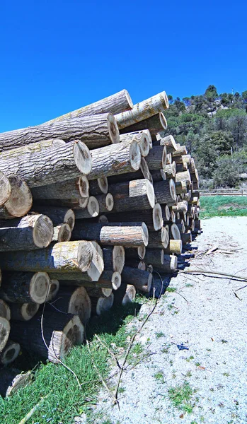 Log piles in the Montseny region; 13:45 p.m .; July 17, 2019; Girona, Catalonia, Spain, Europe