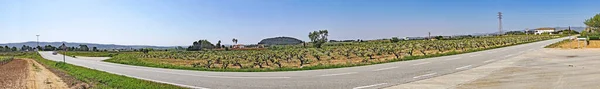 ペンズのブドウ畑 ビラフランカ ペンズ バルセロナ カタルーニャ スペイン ヨーロッパ — ストック写真