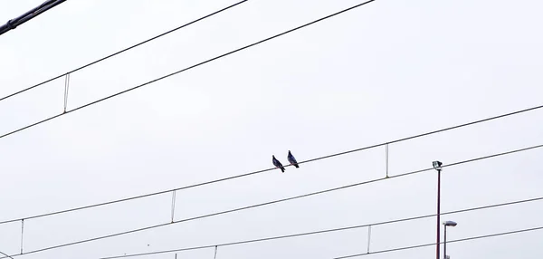 Pigeons Cable Train Tracks Gijn Mayo 2016 Principado Asturias Asturias — Foto de Stock