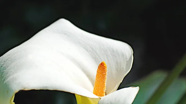 Cala Water Lily Garden Gijn May 2018 Principality Asturias Asturias — Stock Photo, Image