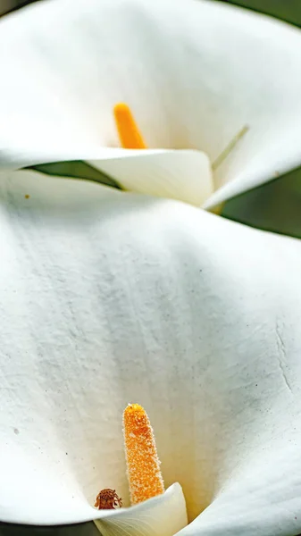 Cala Nénuphar Dans Jardin Gijn Mai 2018 Principauté Des Asturies — Photo