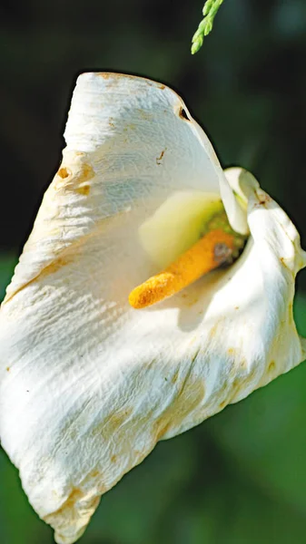 Cala Water Lily Garden Gijn May 2018 Principality Asturias Asturias — Stock Photo, Image