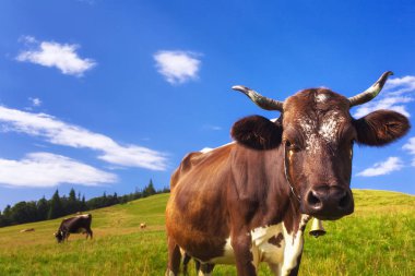 Alpin çayırlar üzerinde ineklerin