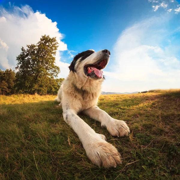 Old dog in mountains — Stock Photo, Image