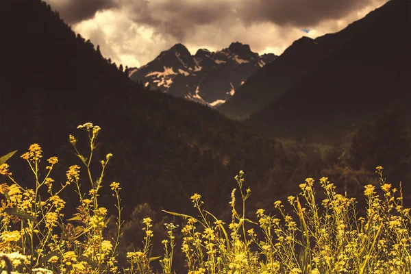 Spring yellow flowers against the background of high Caucasian m — Stock Photo, Image