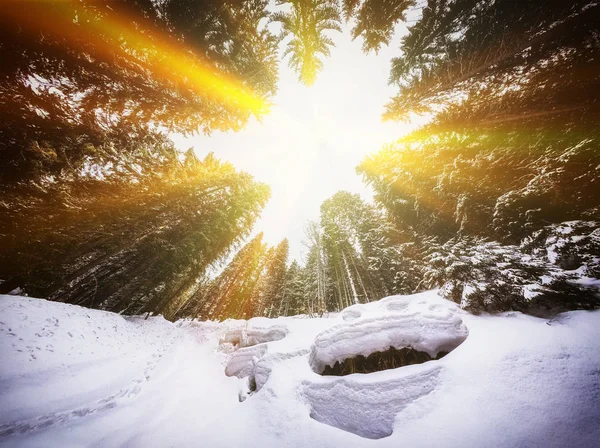 Schneekröte im Wald — Stockfoto