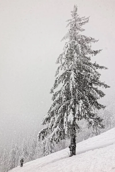 Esquiador bajo un árbol cubierto de nieve en las montañas — Foto de Stock