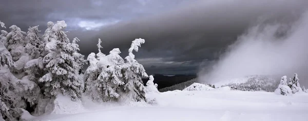 Besneeuwde bomen en mystieke mist in bergen. Panorama. — Stockfoto