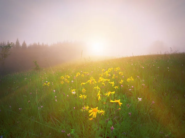 山の緑の牧草地に黄色の花 — ストック写真