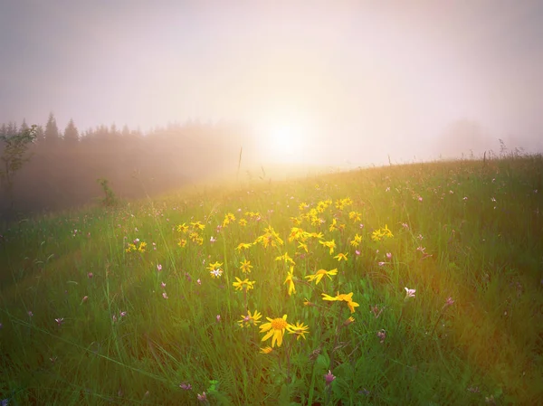 Žluté květy na zelené louce v horách — Stock fotografie