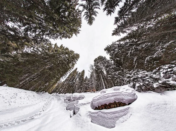 Sapo de nieve en el bosque — Foto de Stock