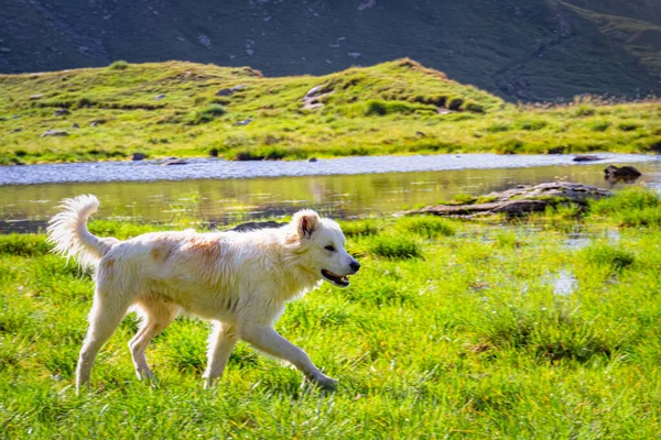 Perro pastor en un prado verde en los Cárpatos rumanos — Foto de Stock