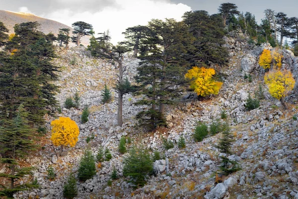 Cedars faller vid foten av bergstoppen. Kemer distriktet i provinsen Antalya. Turkiet. — Stockfoto